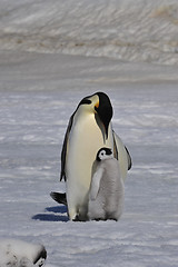 Image showing Emperor Penguin with chick