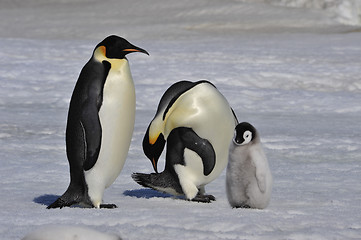 Image showing Emperor Penguins with chicks