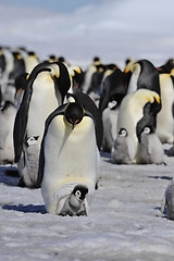 Image showing Emperor Penguins with chick