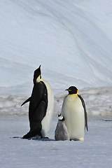 Image showing Emperor Penguins with chicks