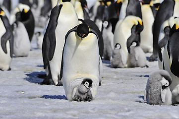 Image showing Emperor Penguins with chick