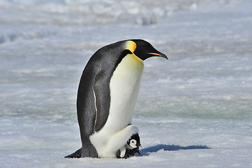 Image showing Emperor Penguin with chick