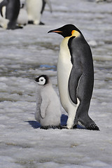 Image showing Emperor Penguins with chick