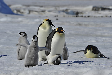 Image showing Emperor Penguins with chicks