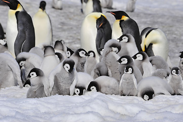 Image showing Emperor Penguins with chicks