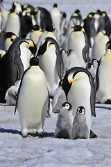 Image showing Emperor Penguins with chick