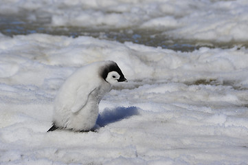 Image showing Emperor Penguin chicks in Antarctica