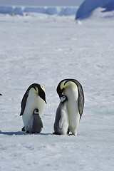 Image showing Emperor Penguins with chicks