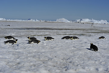 Image showing Emperor Penguins on the ice