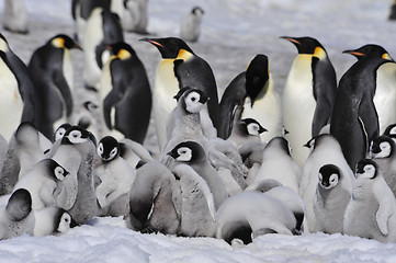 Image showing Emperor Penguins with chicks