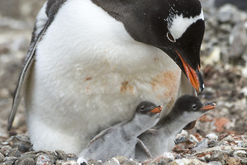 Image showing Adult Gentoo penguiN with chick.