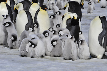 Image showing Emperor Penguins with chick