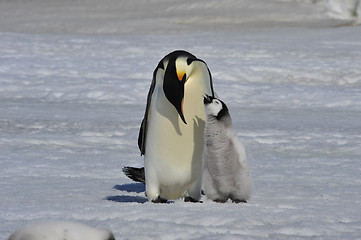 Image showing Emperor Penguin with chick