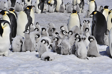 Image showing Emperor Penguins with chicks