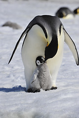 Image showing Emperor Penguins with chick