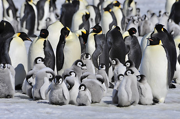 Image showing Emperor Penguins with chick