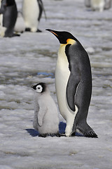 Image showing Emperor Penguins with chick