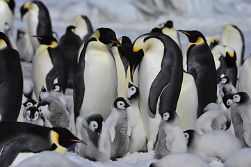 Image showing Emperor Penguins with chicks