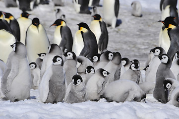 Image showing Emperor Penguins with chicks