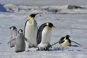 Image showing Emperor Penguins with chicks