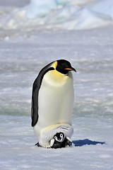 Image showing Emperor Penguin with chick