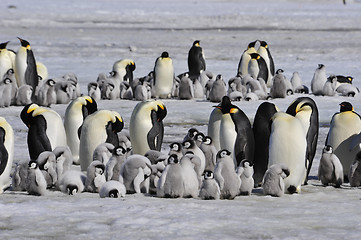 Image showing Emperor Penguins with chick