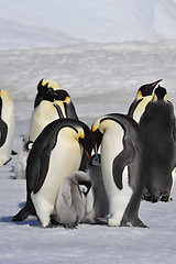 Image showing Emperor Penguins with chicks