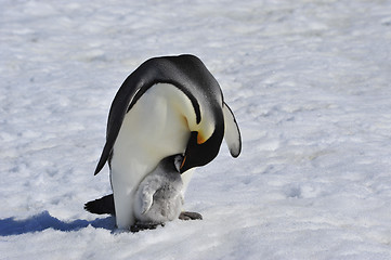 Image showing Emperor Penguins with chick