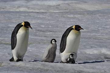 Image showing Emperor Penguins with chicks