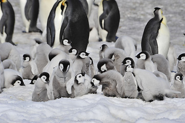 Image showing Emperor Penguins with chicks