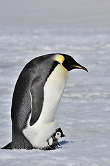 Image showing Emperor Penguin with chick