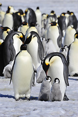 Image showing Emperor Penguins with chick