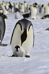 Image showing Emperor Penguins with chick