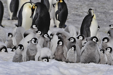 Image showing Emperor Penguins with chicks