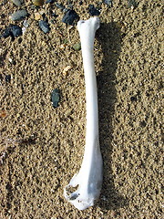 Image showing Bone on the sand