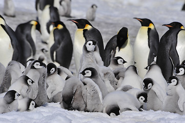 Image showing Emperor Penguins with chicks