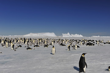 Image showing Emperor Penguins on the ice