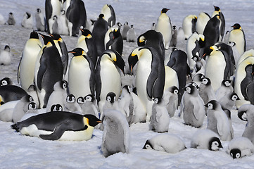 Image showing Emperor Penguins with chicks