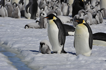 Image showing Emperor Penguins with chick