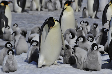 Image showing Emperor Penguins with chicks