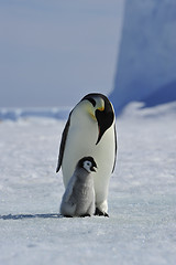 Image showing Emperor Penguin with chick