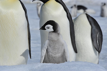 Image showing Emperor Penguins with chicks