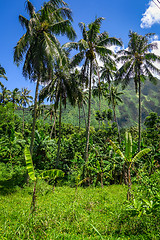 Image showing Moorea island jungle and mountains landscape view