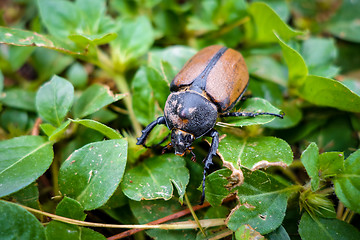 Image showing Scarab close-up view