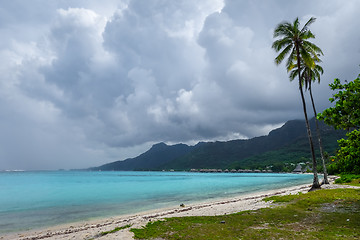 Image showing Palm trees on Temae Beach in Moorea island