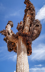 Image showing Dry giant cactus in the desert, Argentina