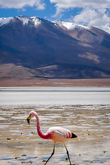 Image showing Pink flamingos in laguna Honda, sud Lipez altiplano reserva, Bol