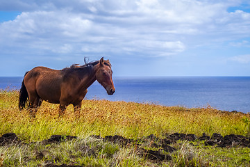 Image showing Horse on easter island cliffs