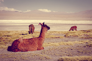 Image showing Lamas herd in Laguna colorada, sud Lipez Altiplano reserva, Boli
