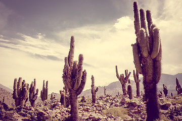 Image showing giant cactus in the desert, Argentina